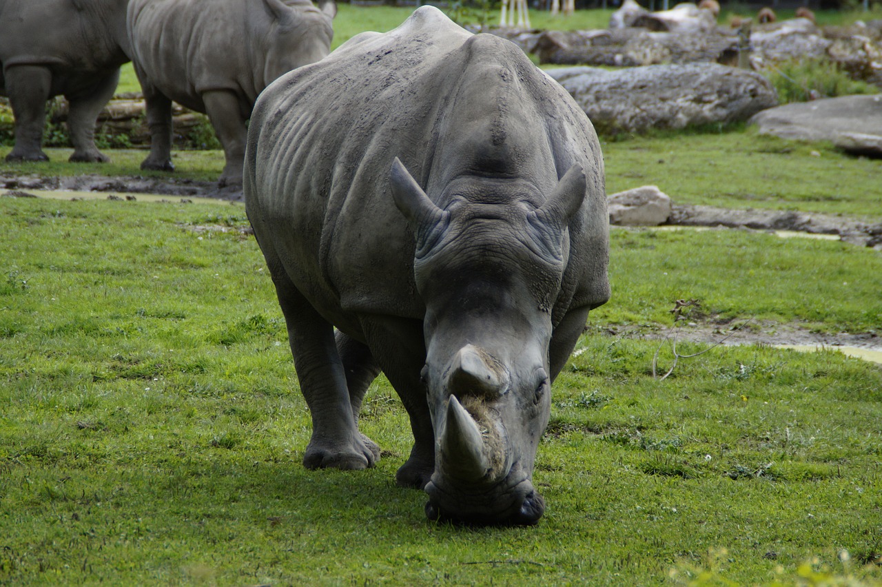 rhino close horn free photo