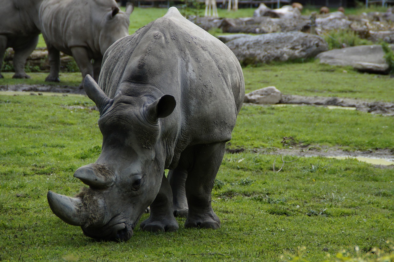 rhino close pachyderm free photo