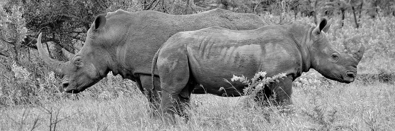 rhino  portraits  animal portraits free photo