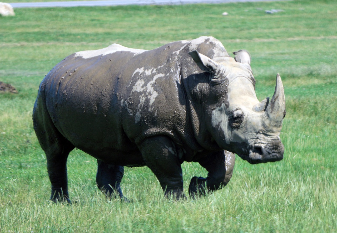 rhino  nature  rhinoceros free photo