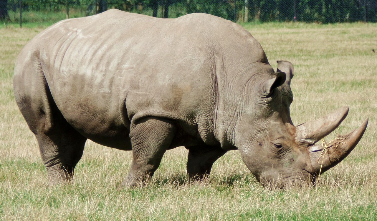 rhino safari park denmark free photo