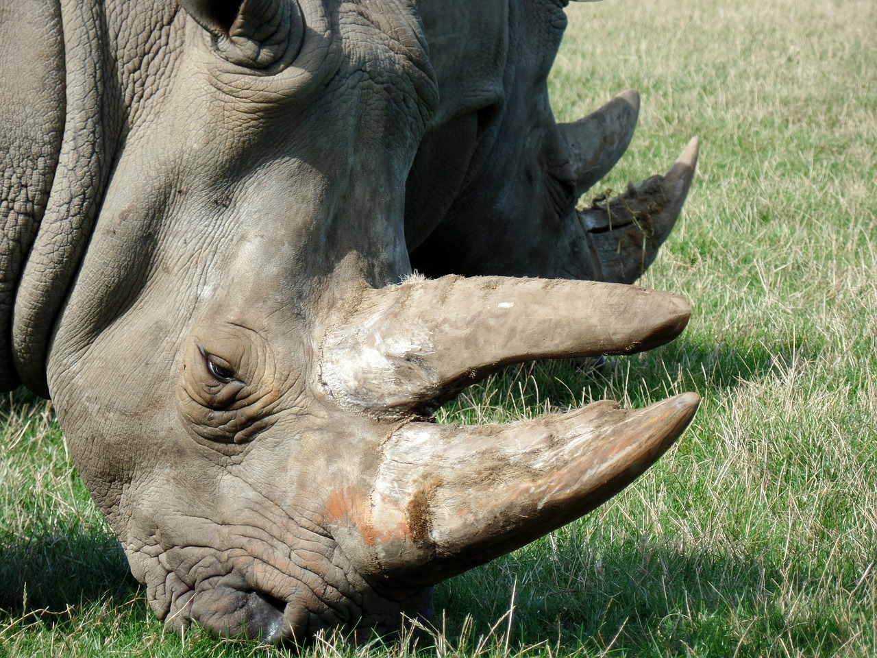 rhino park knuth borg free photo