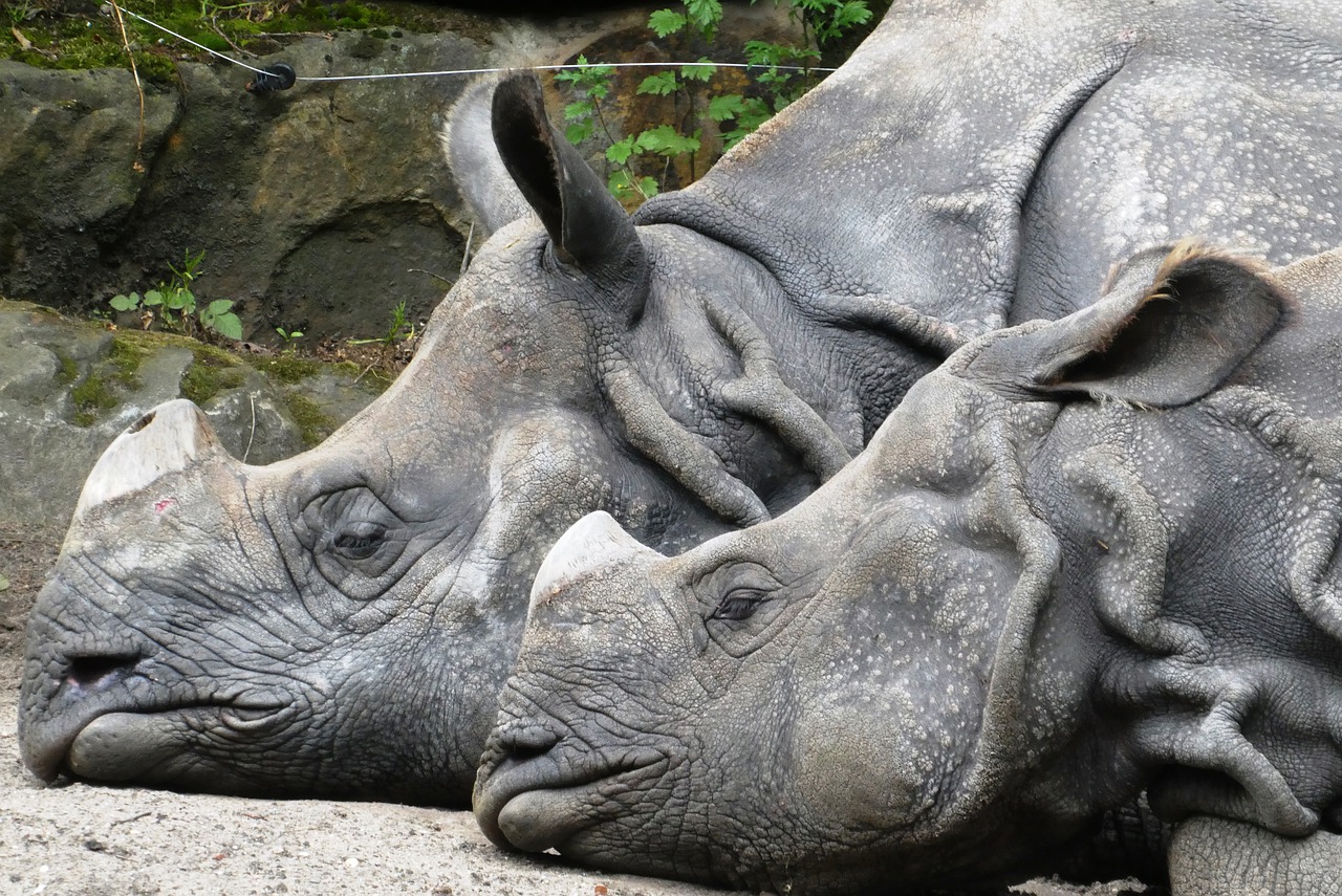 rhino  zoo  wild animals free photo