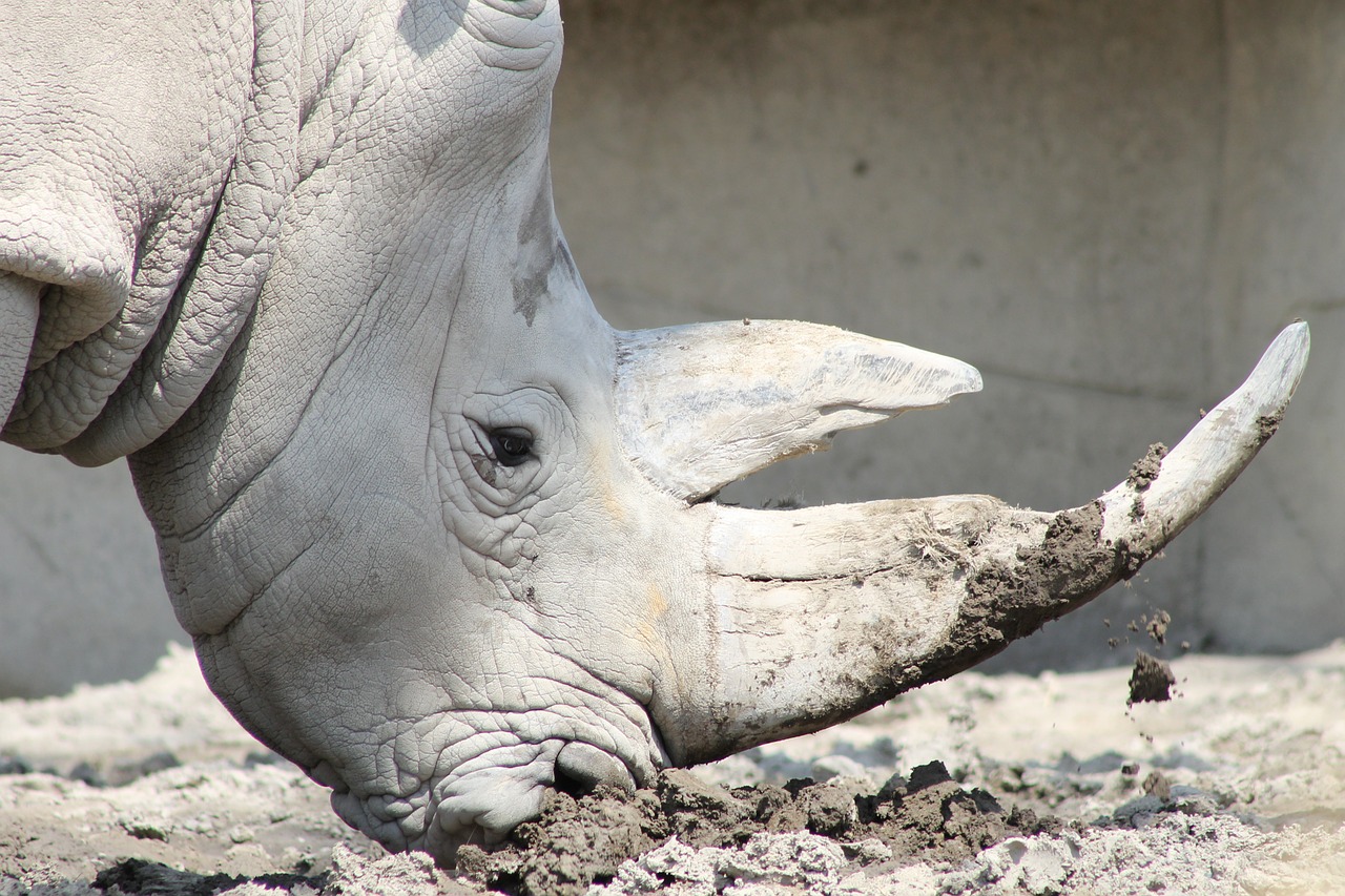 rhino rhinoceros animal free photo