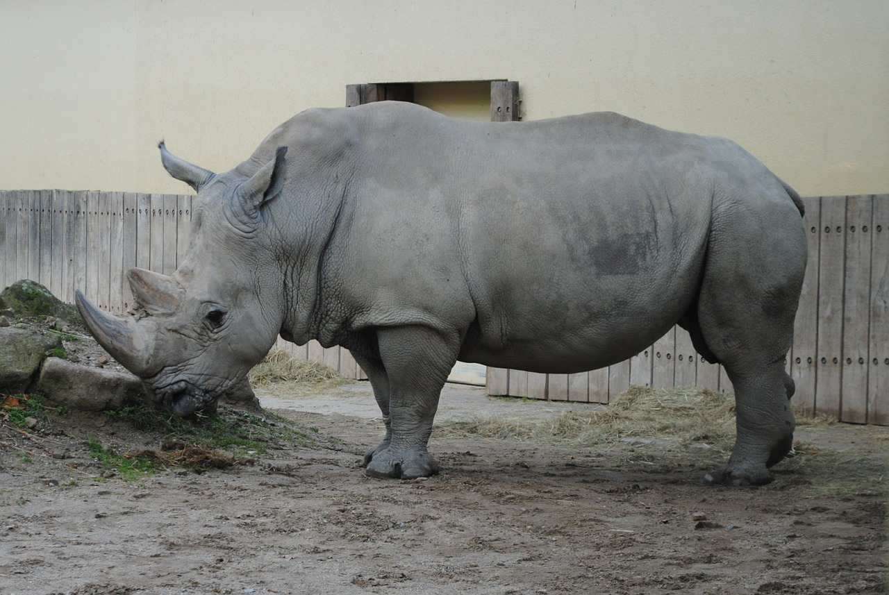 rhino wild animal world free photo