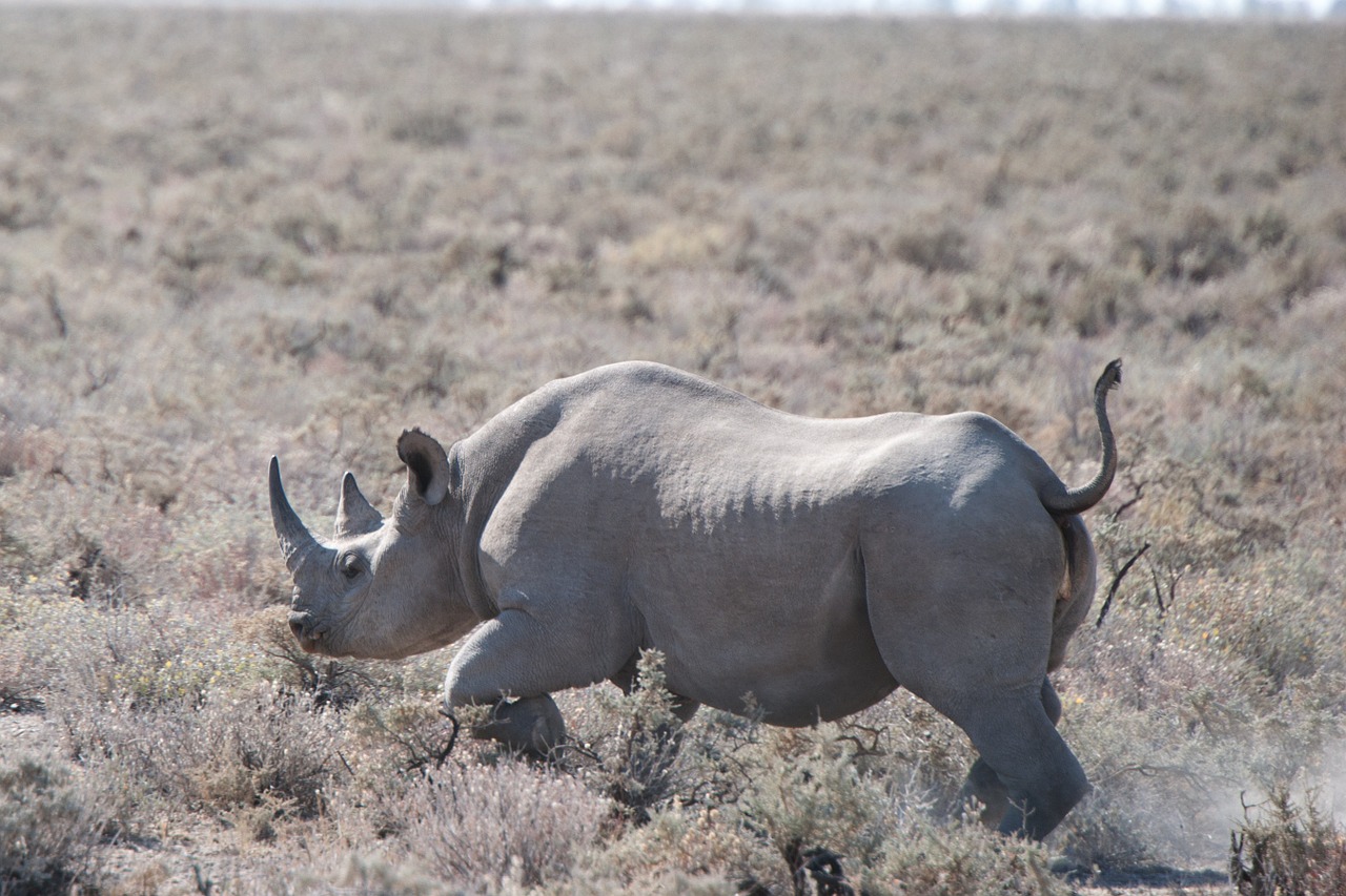 rhino safari etosha national park free photo