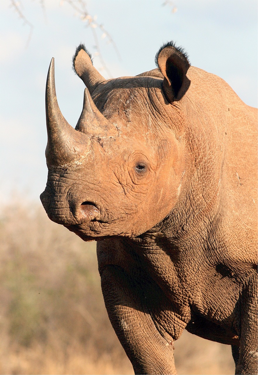 rhino rhinoceros black free photo