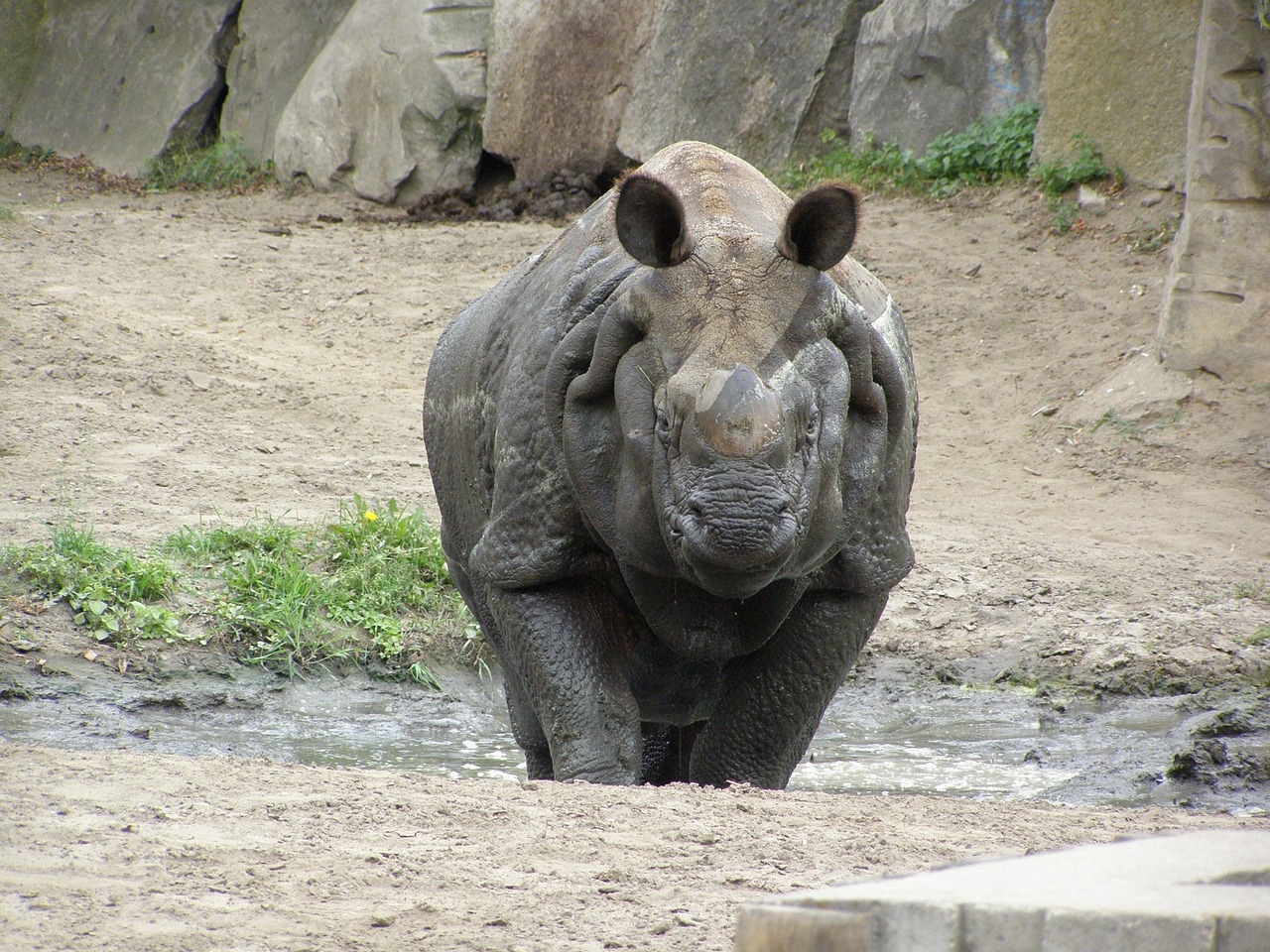 rhino zoo fauna africa free photo