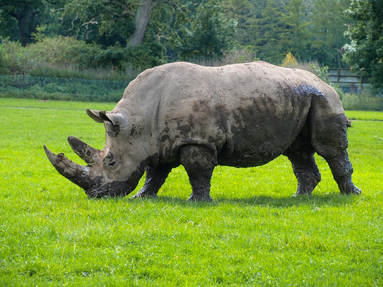 rhino animals wildlife park free photo