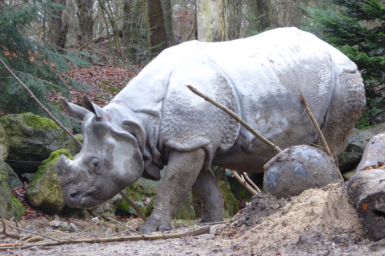 rhino animal horn free photo