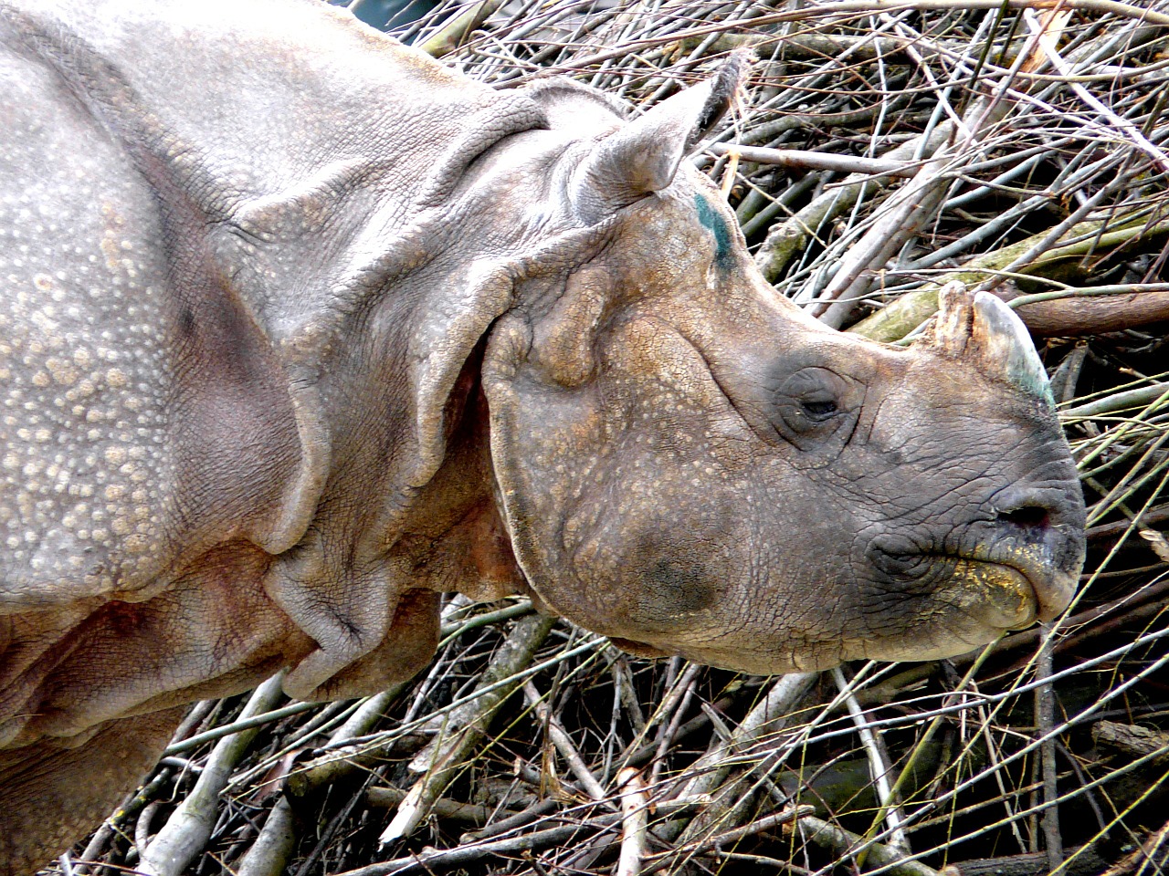 rhino mammal animal free photo