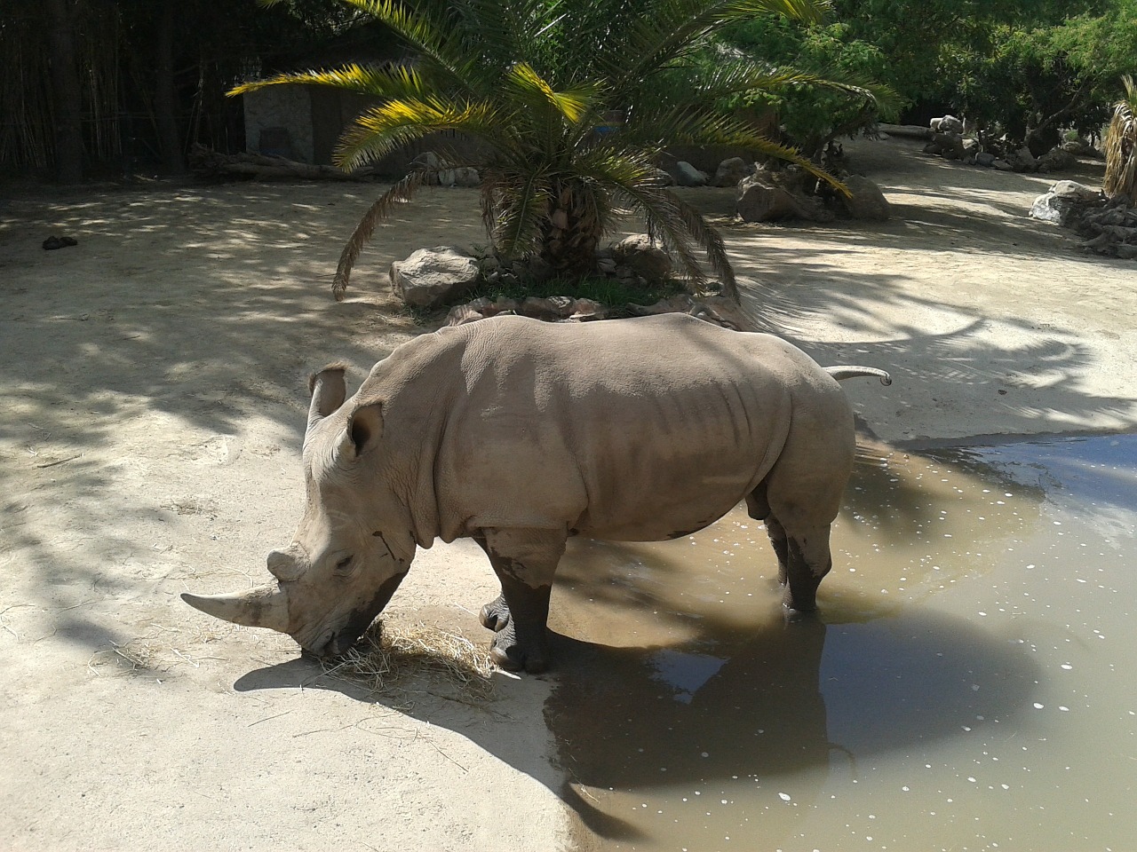 rhino buin zoo santiago free photo