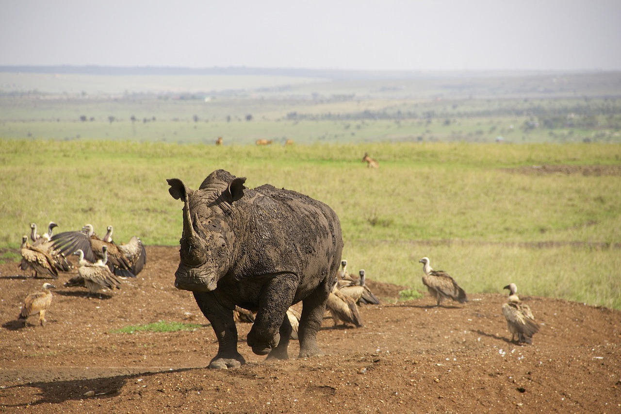 rhino kenya nairobi national park free photo