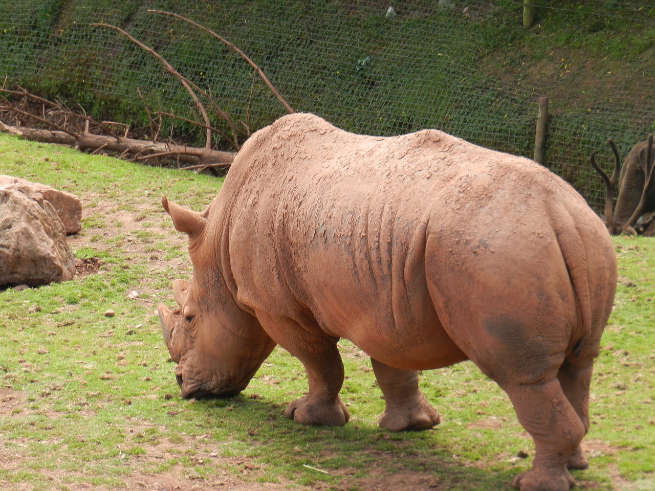 rhino zoo animal rhinoceros free photo