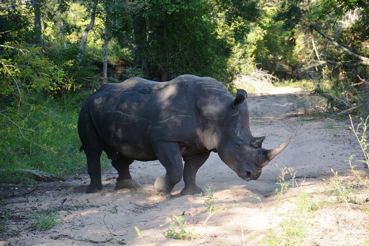 rhino safari animals free photo
