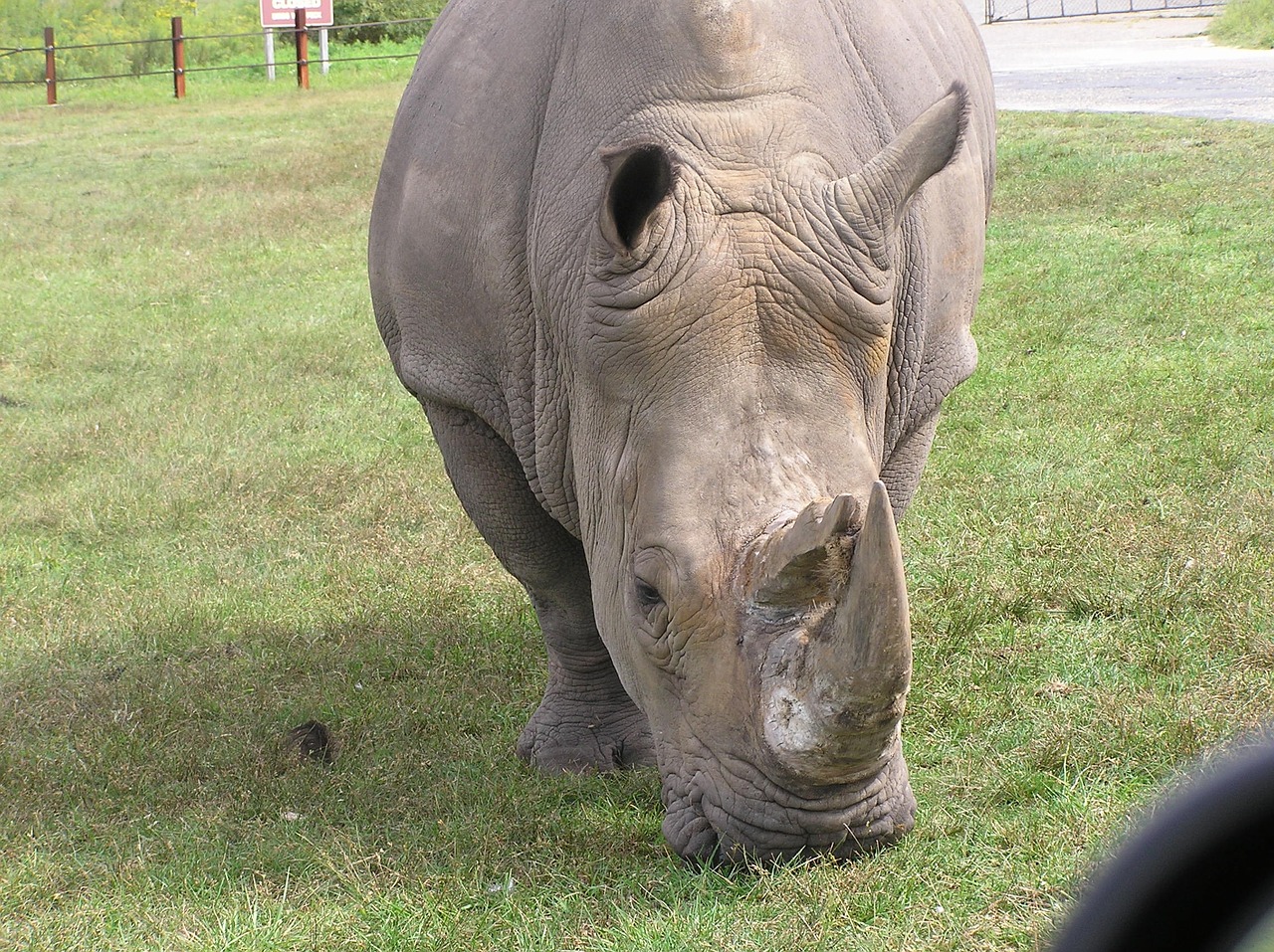 rhino animal rhinocerous free photo