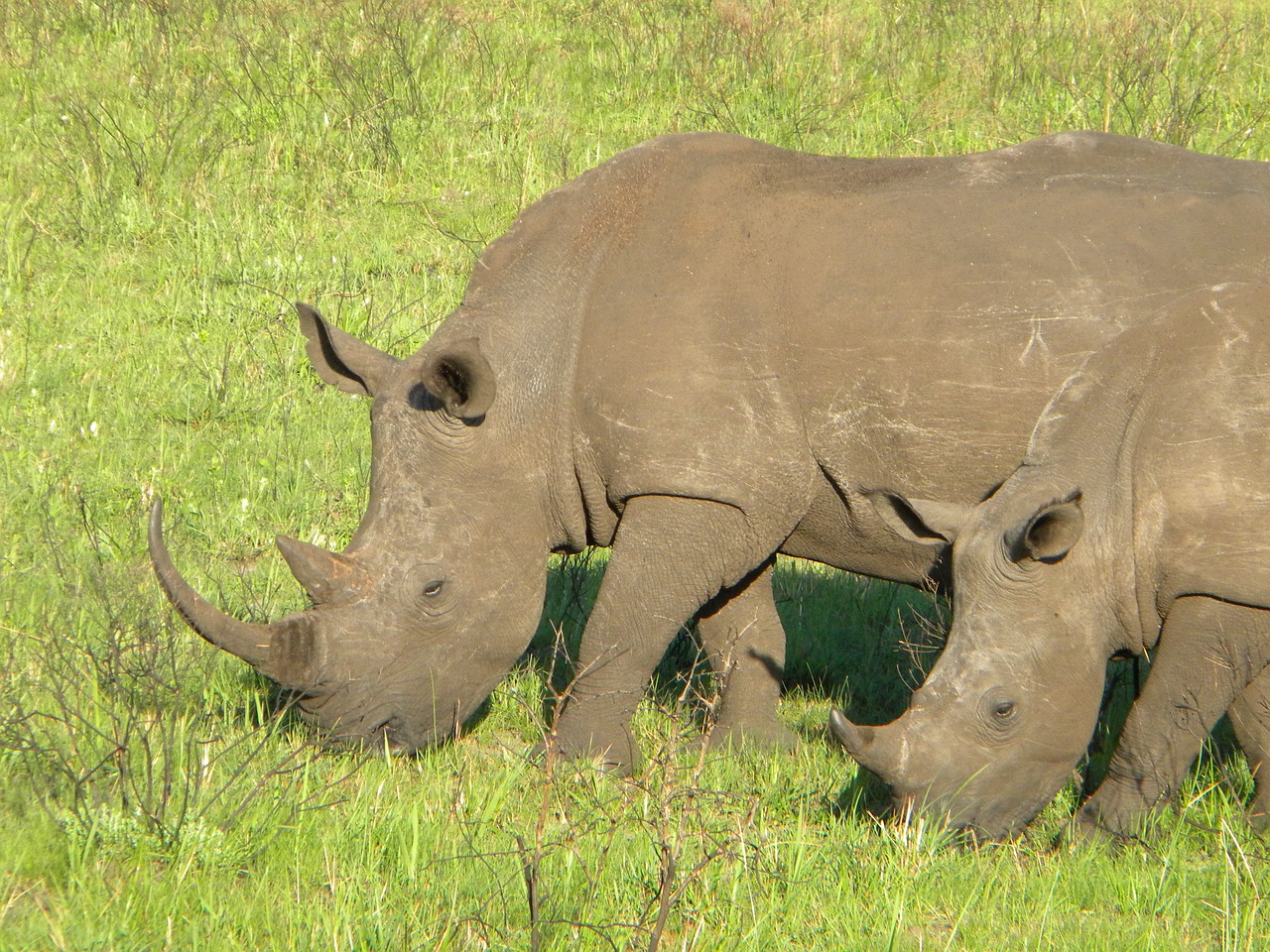 rhino nature safari free photo