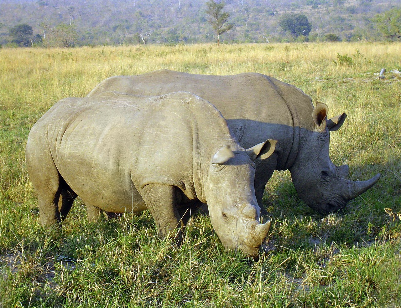 rhino rhinoceros perissodactyla free photo