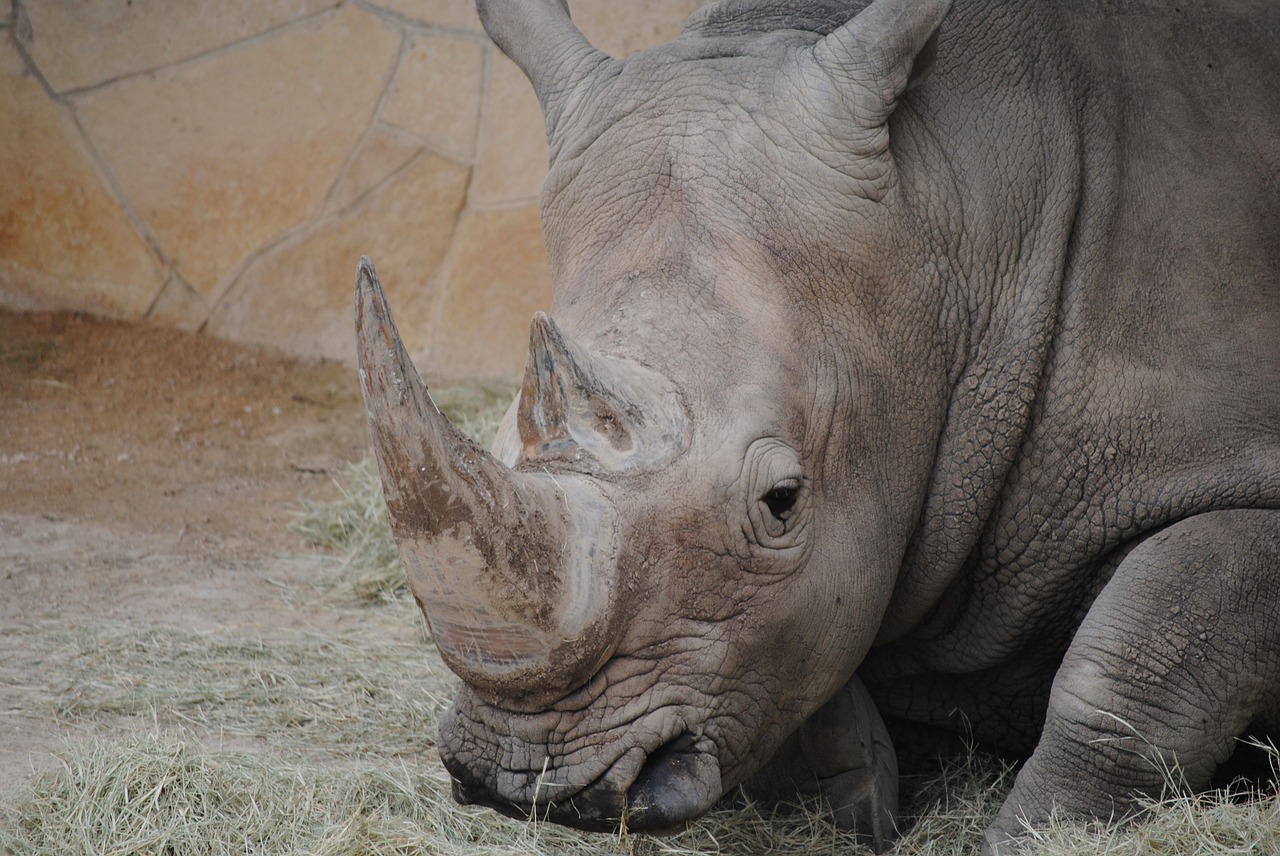 rhino gray animal free photo