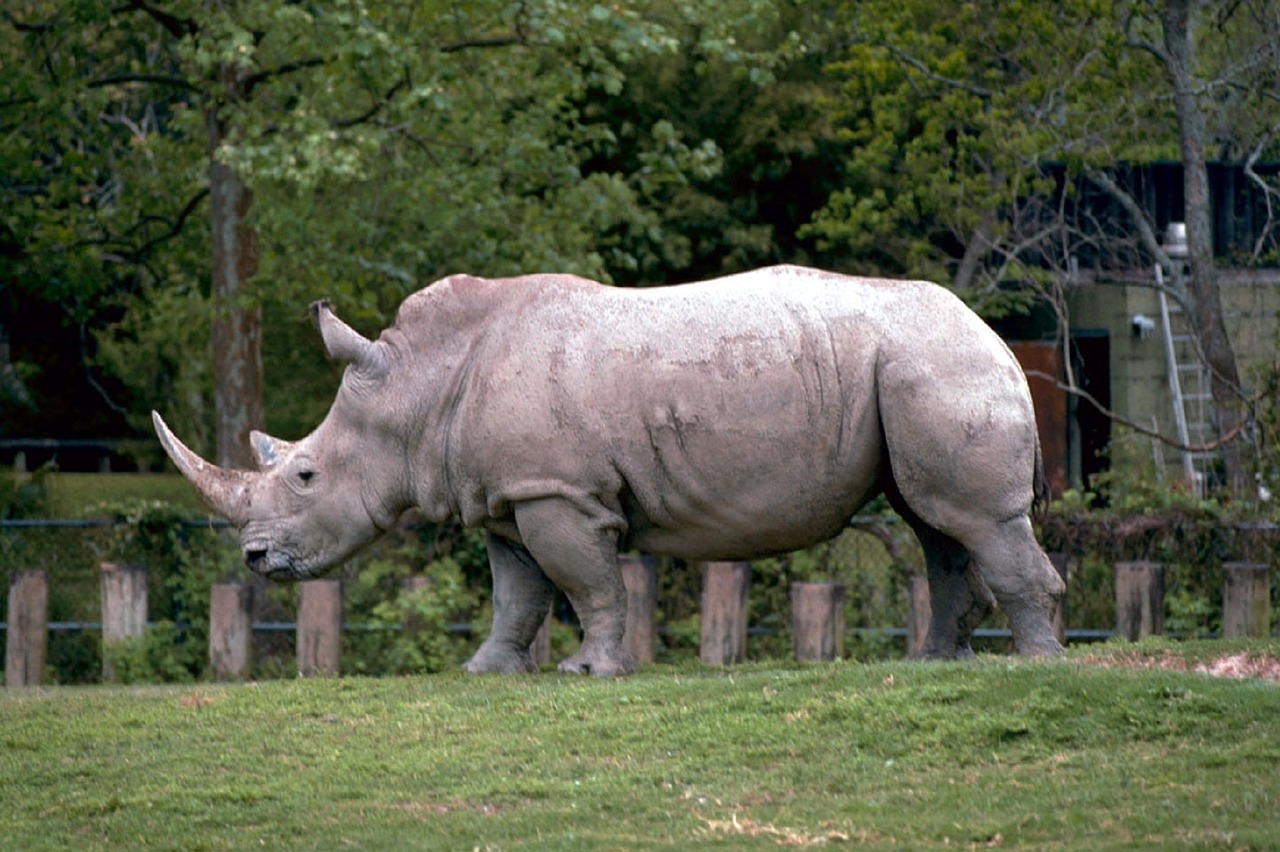 rhino rhinoceros white free photo