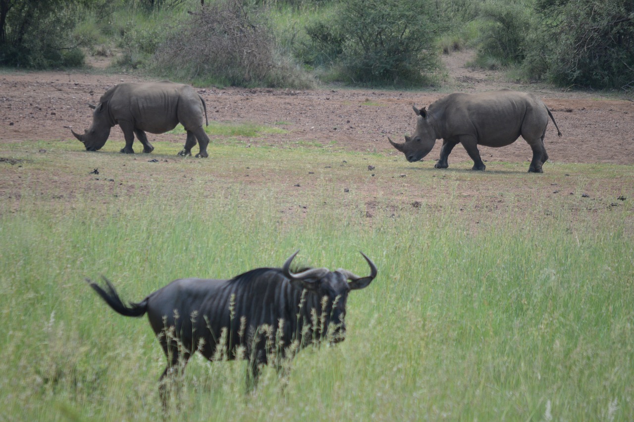 rhino wildebeest safari free photo