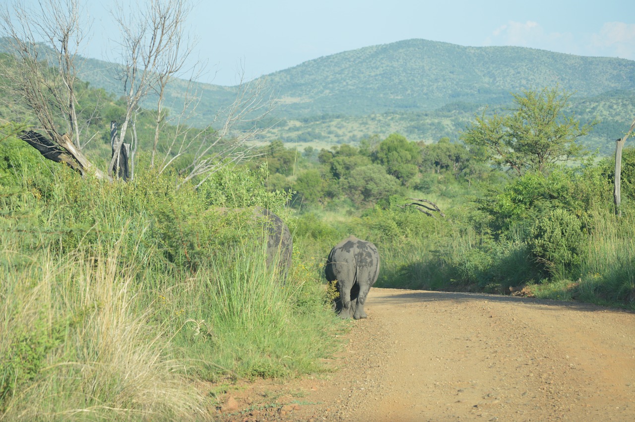 rhino elephant wildlife free photo