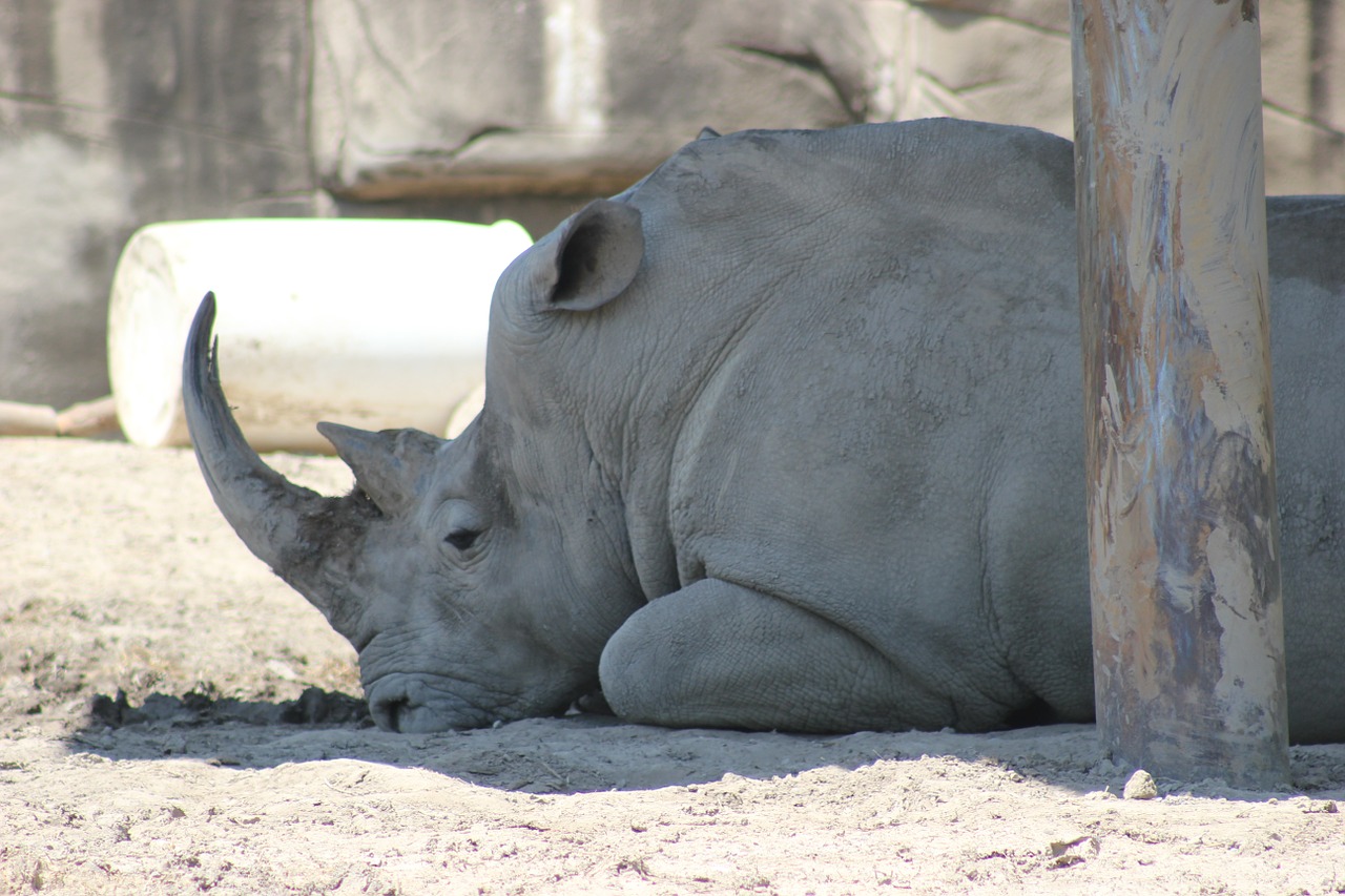 rhino big wildlife free photo