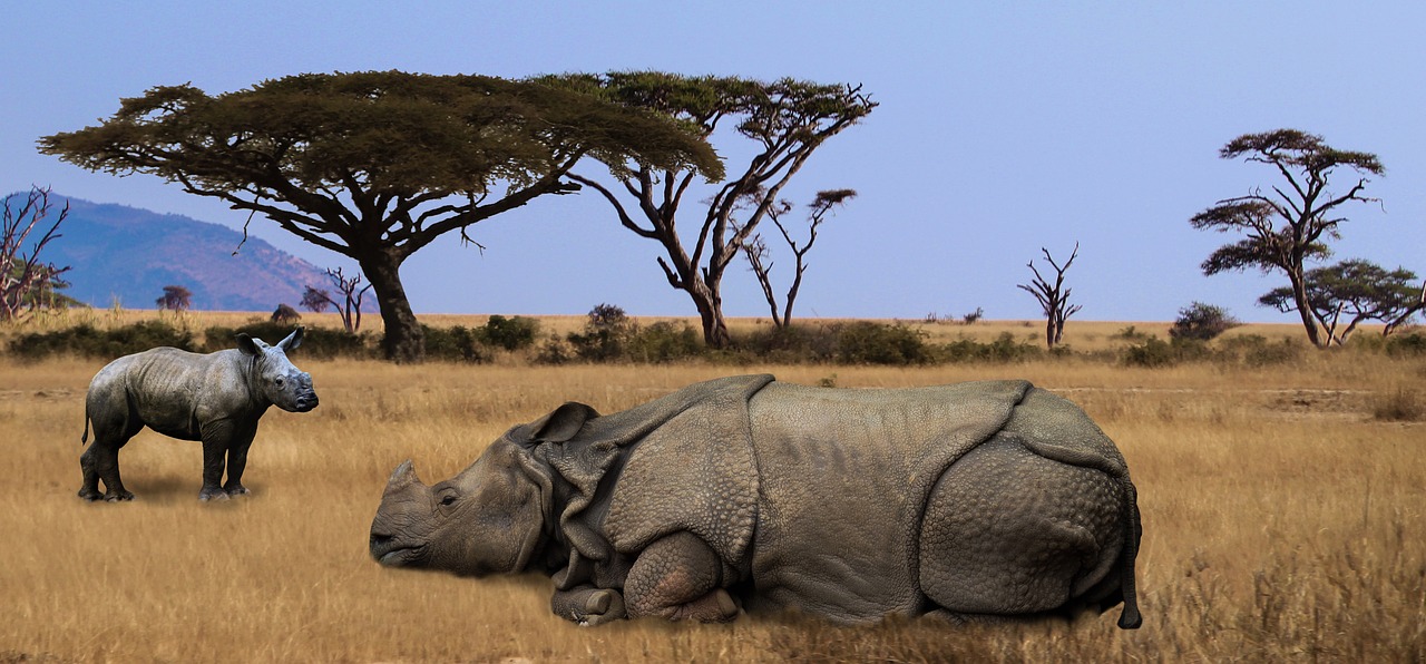 rhino africa safari free photo