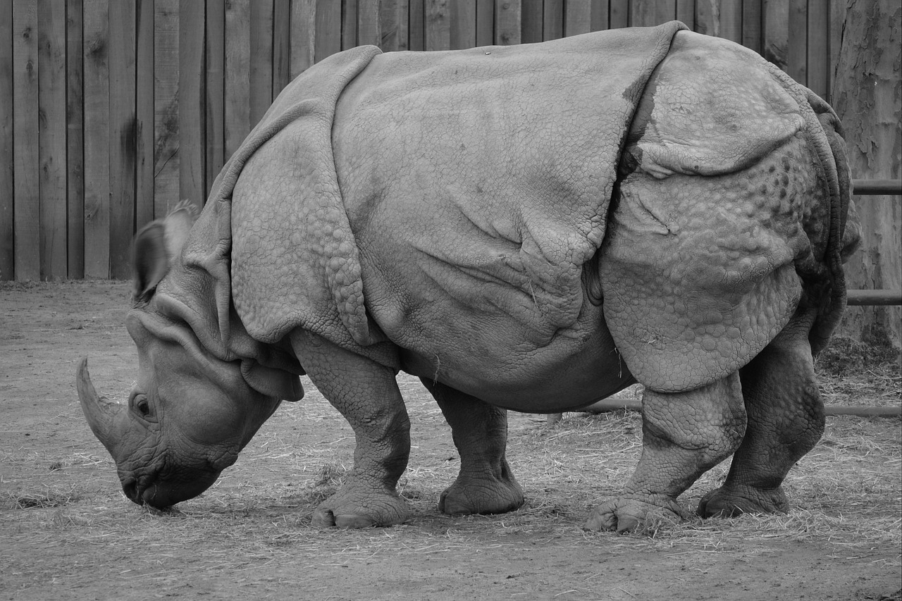 rhino animal rhinoceros free photo