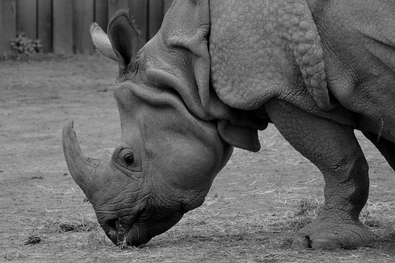 rhino animal rhinoceros free photo