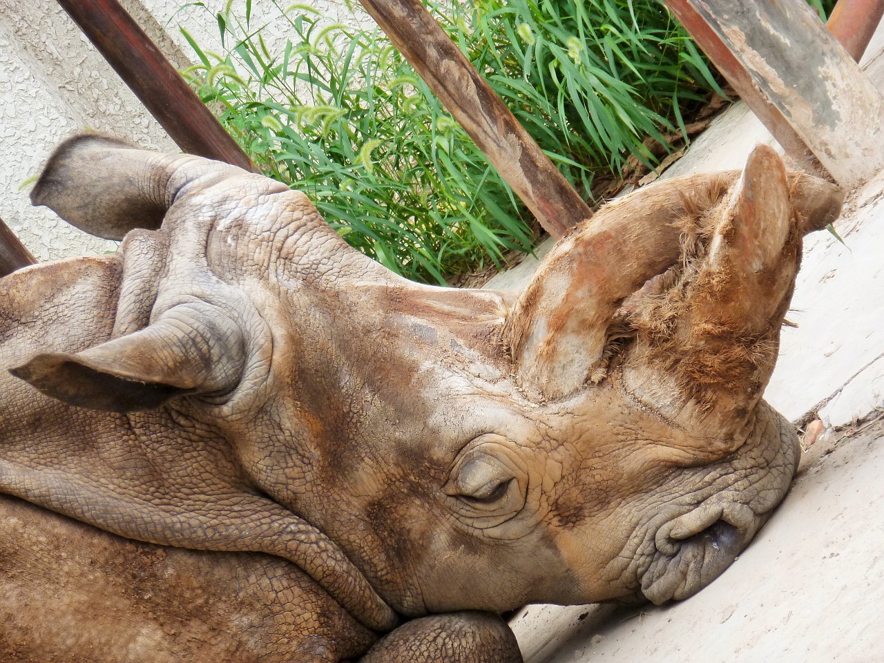 rhino rhinoceros perissodactyla free photo