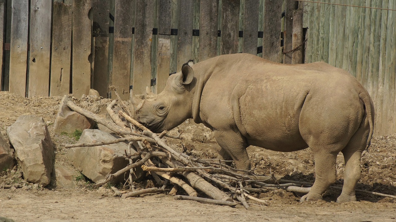rhino horns rhinoceros free photo