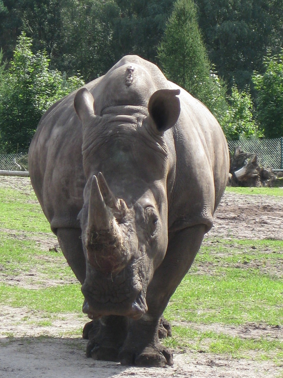 rhino animal zoo free photo