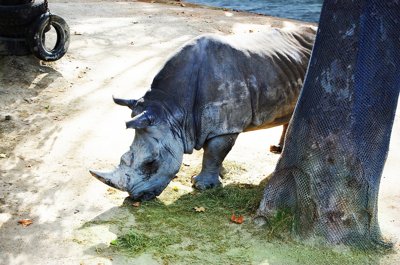 rhino animal africa free photo
