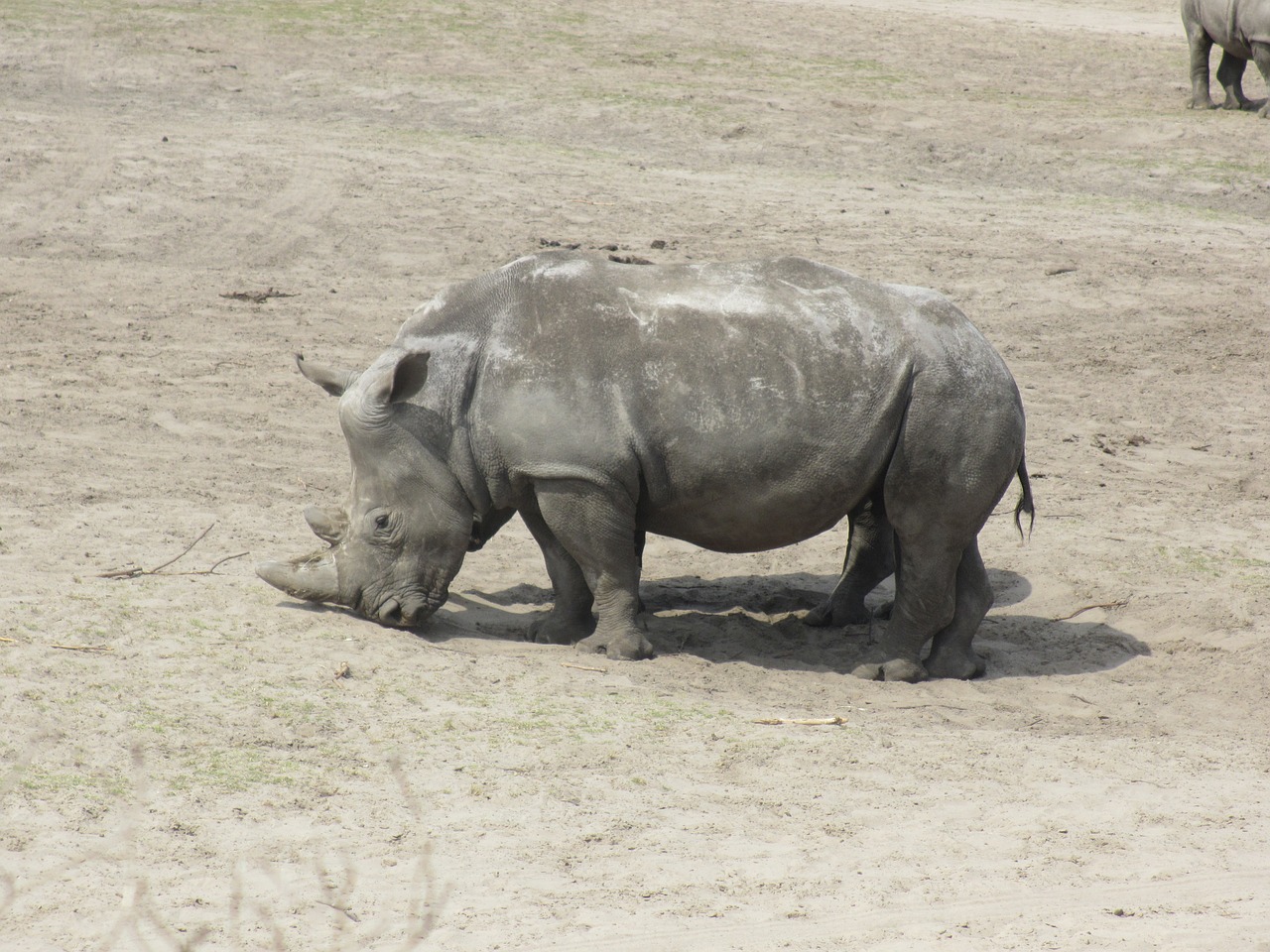 rhino white rhino animal free photo