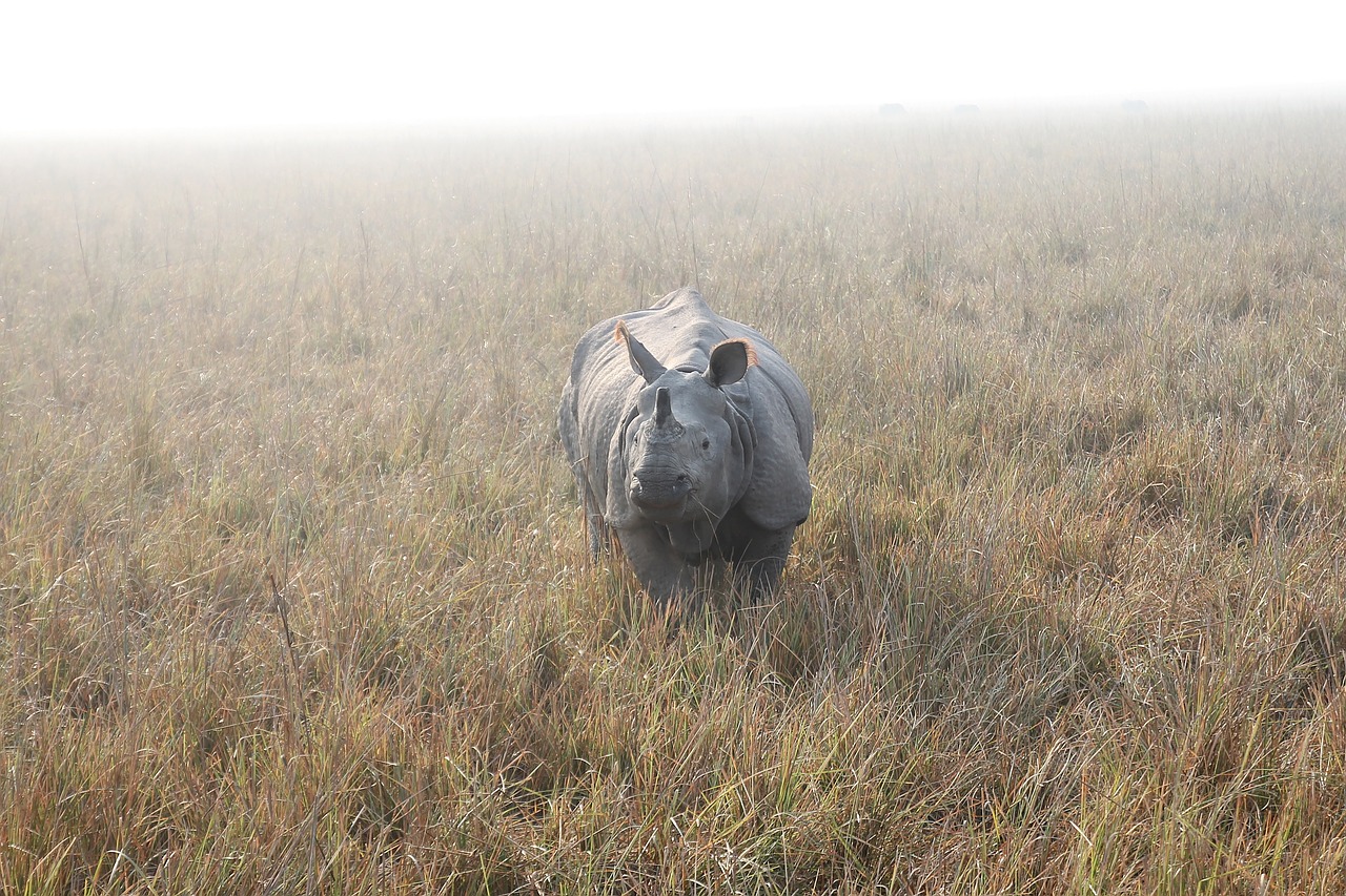 rhino indian rhino rhinoceros free photo