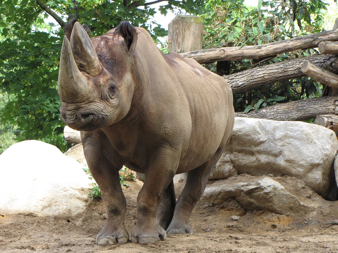 rhino zoo rhinoceros free photo