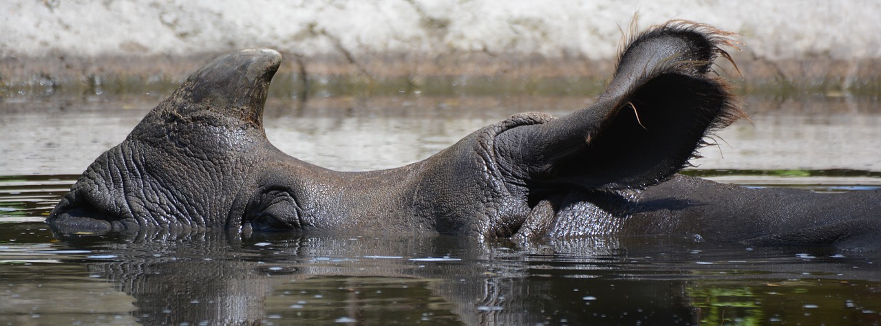 rhino animal rhinoceros free photo