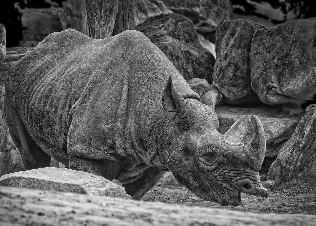 rhino safari animal world free photo
