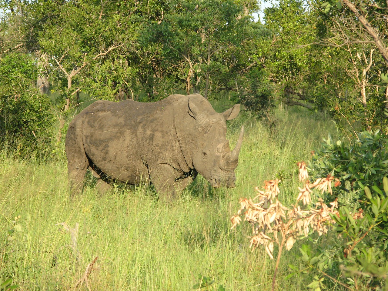 rhino national park safari free photo