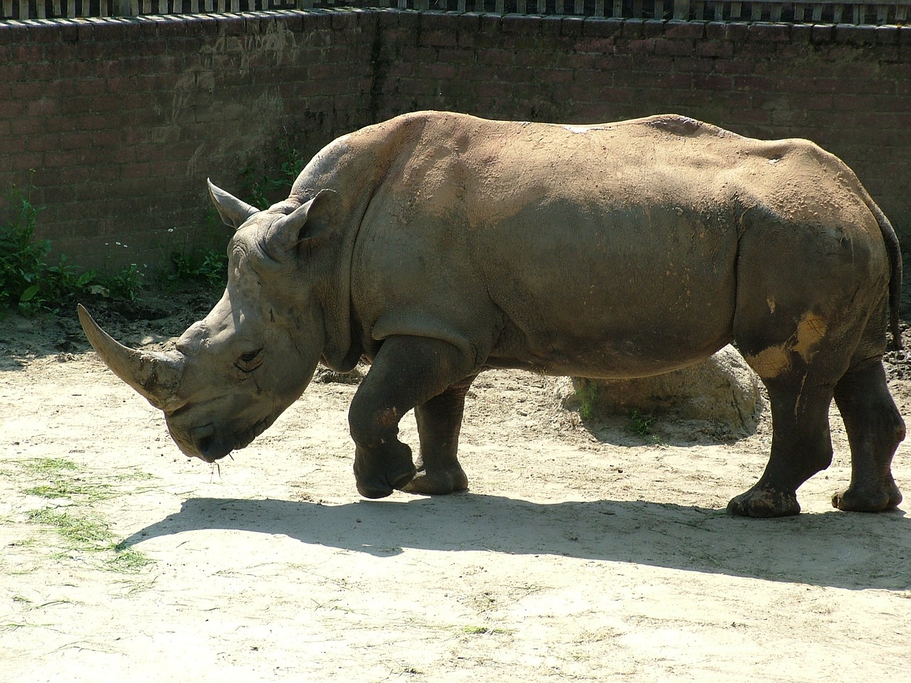 rhino white rhino animal free photo