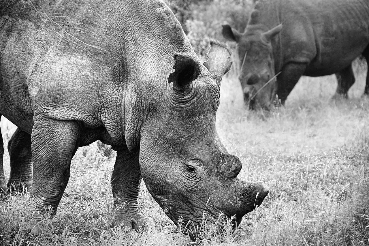 rhino animal world pachyderm free photo