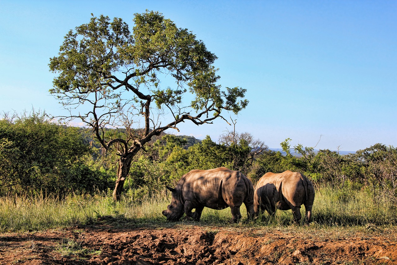 rhino animal world pachyderm free photo