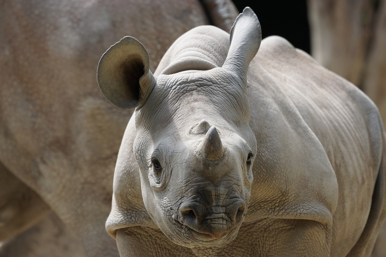 rhino young zurich free photo