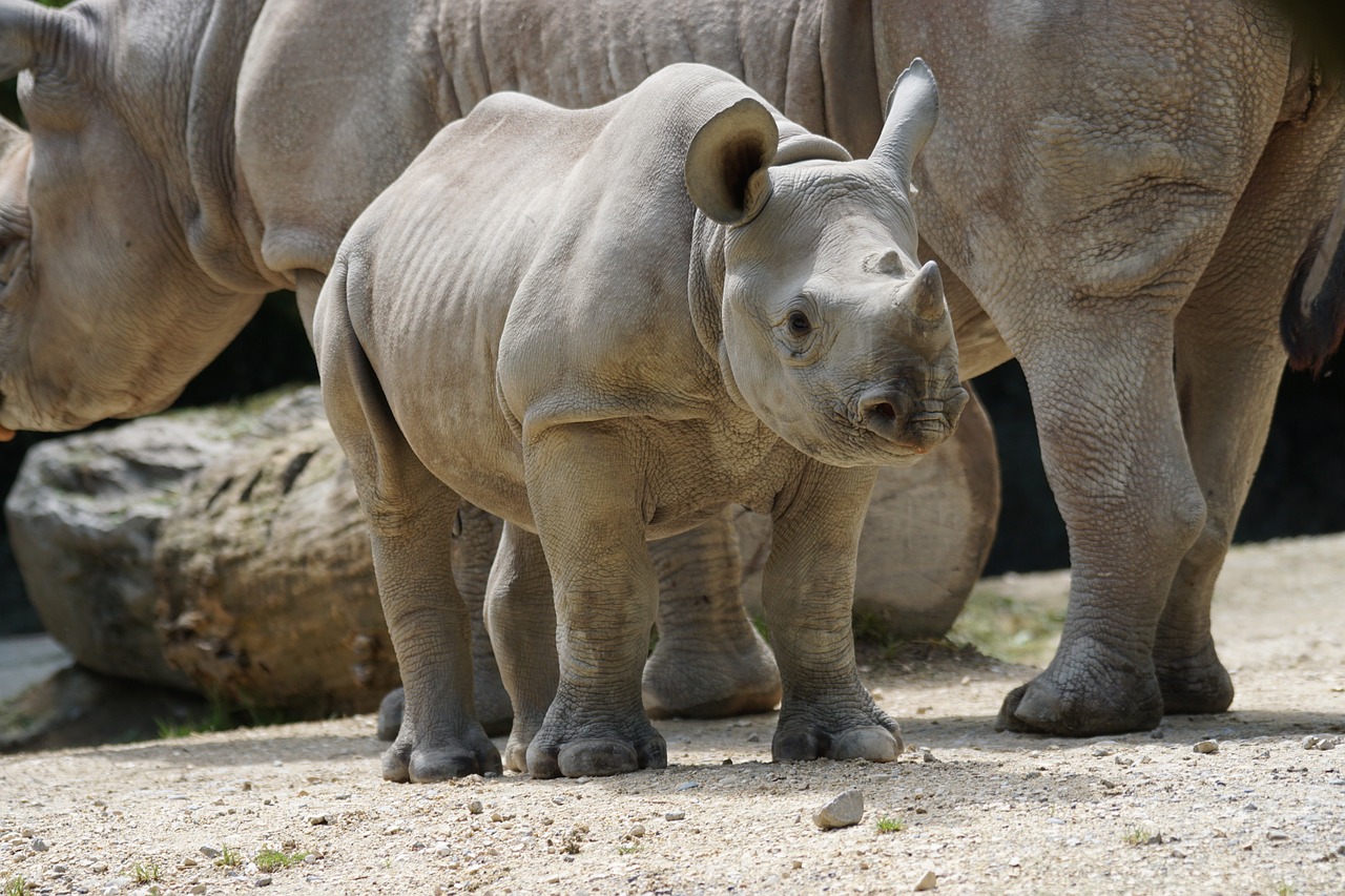 rhino young mammal free photo