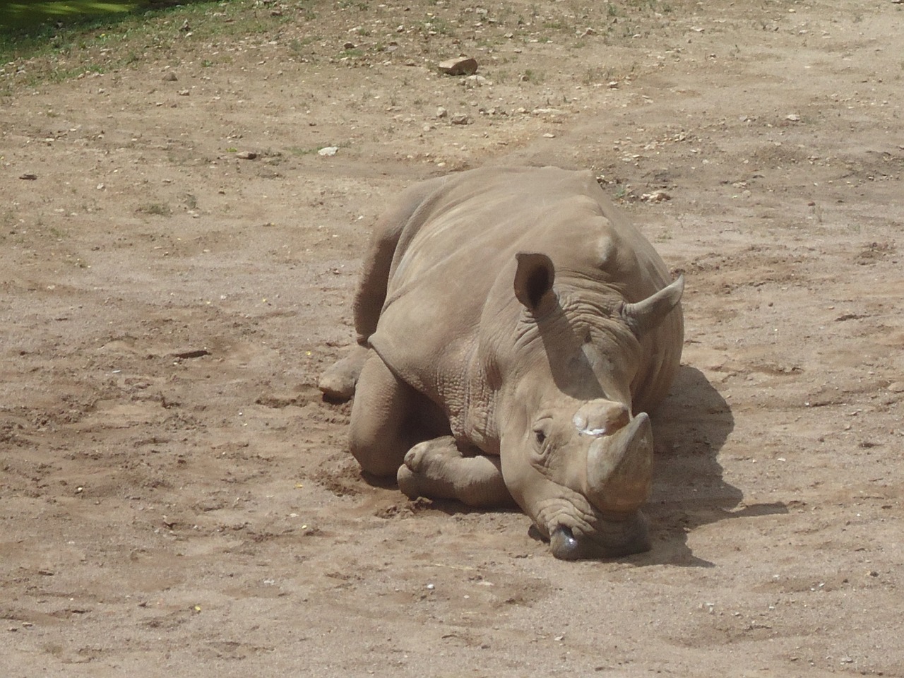 rhino zoo rhinoceros free photo