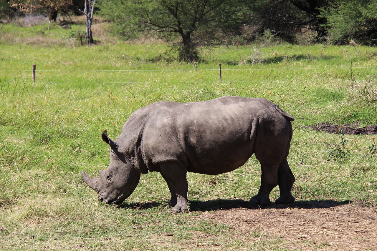 rhino mauritius animal free photo