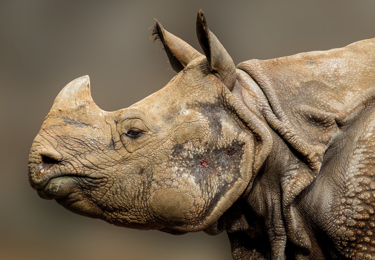 rhino horn pachyderm free photo