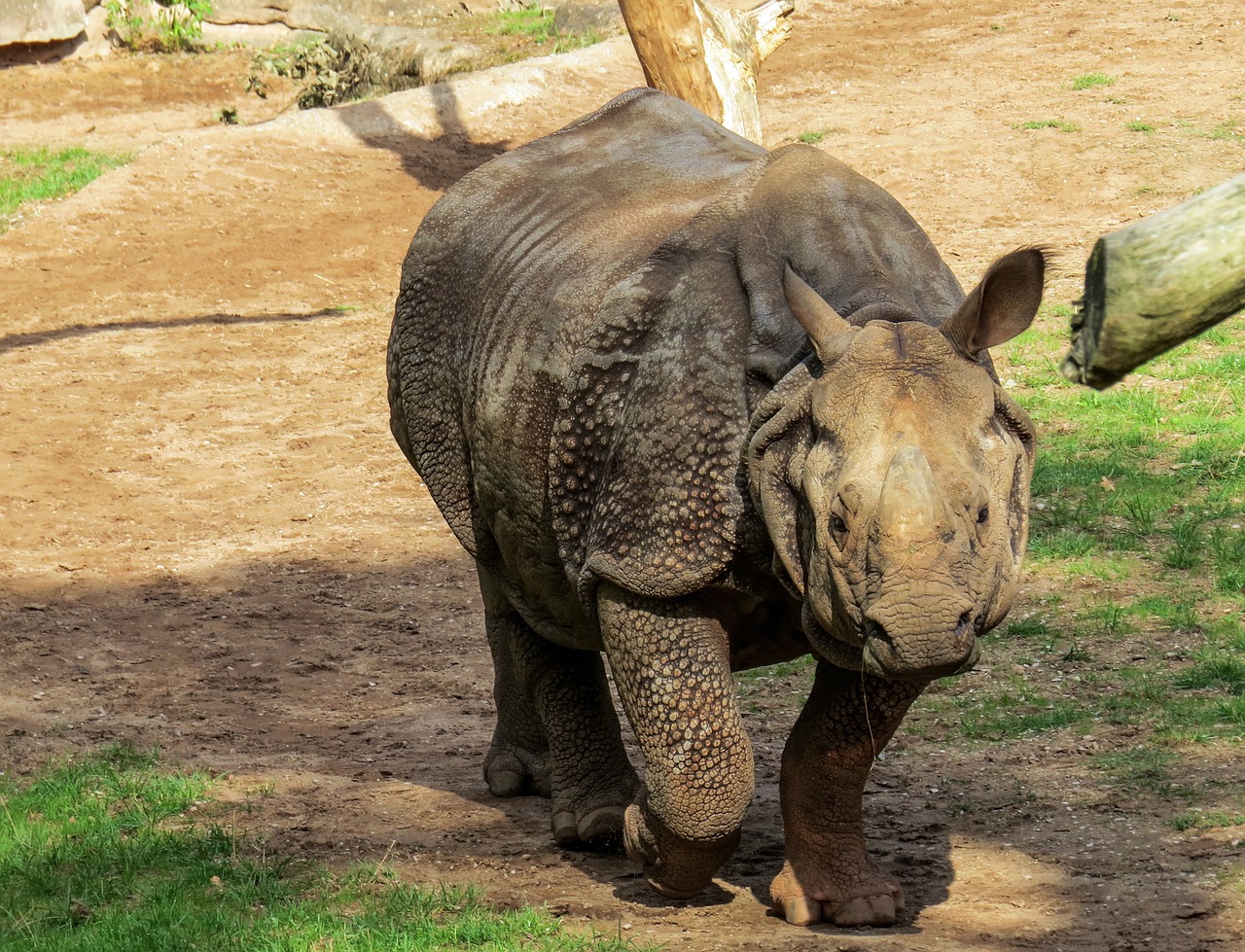 rhino pachyderm zoo free photo