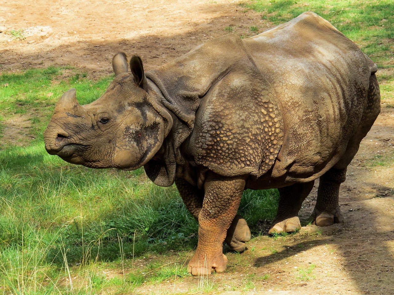 rhino pachyderm horn free photo